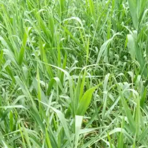 Natrual Grass