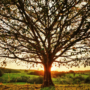 Tree of Life