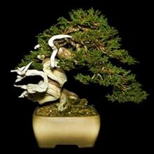 Soft Gentle Bonsai Wire No Scarring