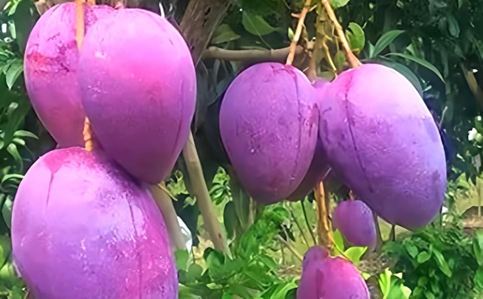 Pyanabi World’s Costliest Purple Japanese Miyazaki Mango Plant Hybrid