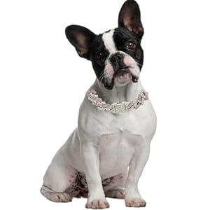 chain dog collar