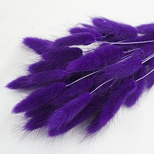 Bunny Tails Dried Flowers