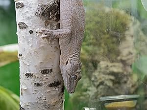 eco earth, excavator clay reptile, coconut fiber substrate, hydroballs, reptisoil, gecko substrate