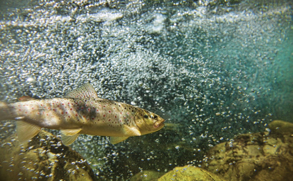 Clear pond without weeds