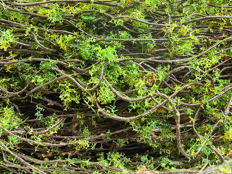 reptile vines for climbing reptile vines for snake reptile vines for terrarium