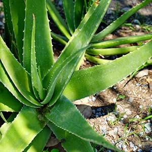 aloe vera saft bio direktsaft barbadensis miller aloe vera gel mexiko aloverose acemannan trinkkur