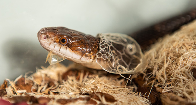 Reptile Tank Thermometer, Digital Terrarium Thermometer Hygrometer