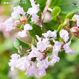 Amazon.co.jp: 矮性サルスベリの苗木 品種：With Love・ベイブ 5