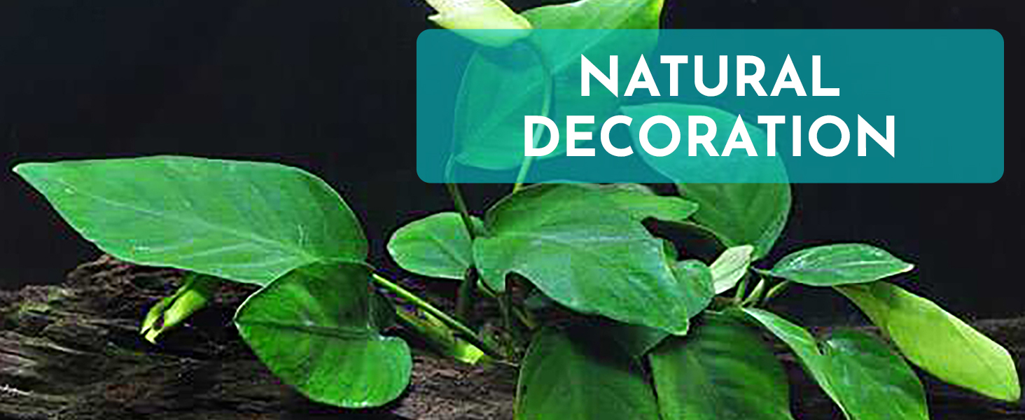 Decorative Plants