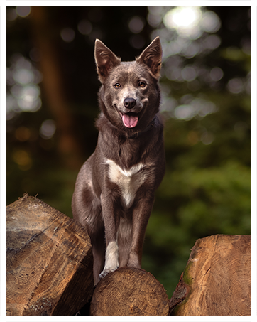 Dunkler Hund, der wachsam auf einer Holzscheit im Freien sitzt, mit offenem Mund und glücklichem Ausdruck, vor verschwommenem natürlichem Hintergrund.