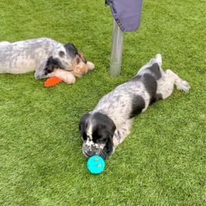 Variety with treat ball