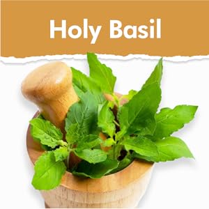 holy basil
