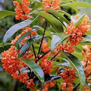 Amazon.co.jp: 紅花キンモクセイ フレグランスレッド3.5号ポット苗