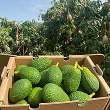 Múltiples vistas aéreas de aguacates frescos dispuestos en cajas o cajas de madera, con árboles visibles en el paisaje de fondo.