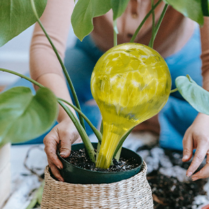 Plant Watering Globes Automatic Self-Watering Bulbs Self Watering System for Plants 