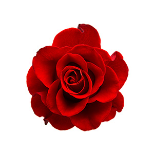 mood collection perfume