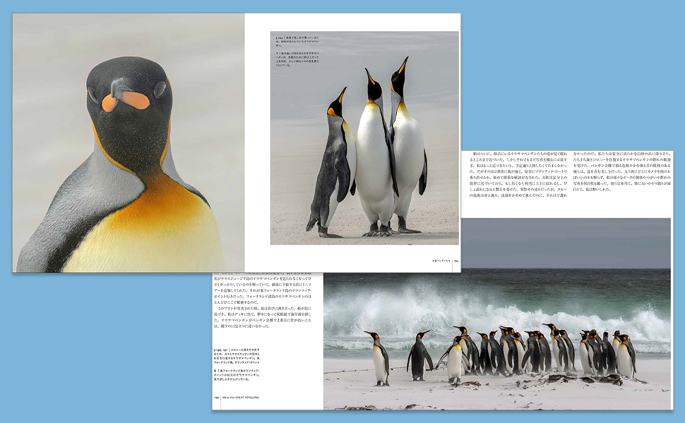 ペンギンページ もちぺん Lサイズ ぬいぐるみ ペンギン シナダグローバル