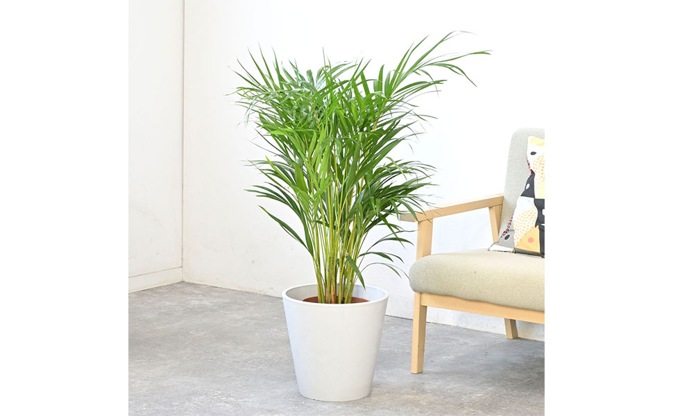 アレカヤシ８号 観葉植物 アレカヤシ 8号 インティ シリンダー 付き | 観葉植物