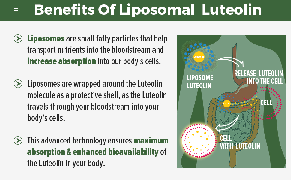 Ulmubra Liposomal Luteolin 500MG, Maximum Absorption
