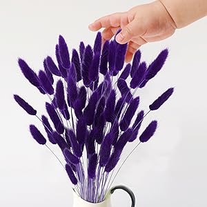 Bunny Tails Dried Flowers