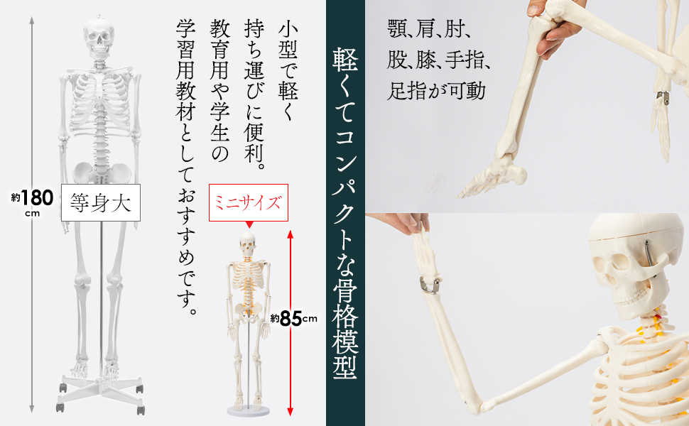 Amazon.co.jp: 【国際規格認証品】ミニ 人体模型 85cm 神経根