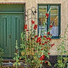 Garden Trellis for Climbing Plants