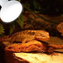 Reptile Heating Bulb