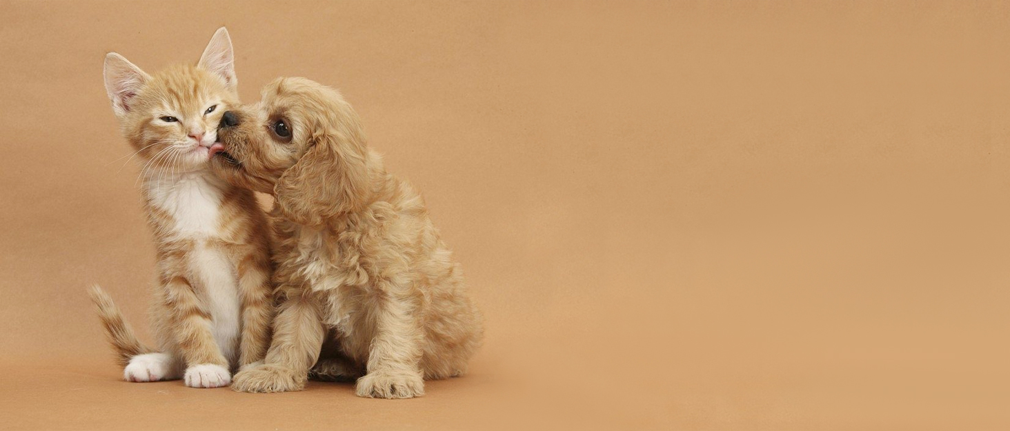 Pet supplies for cats and dogs