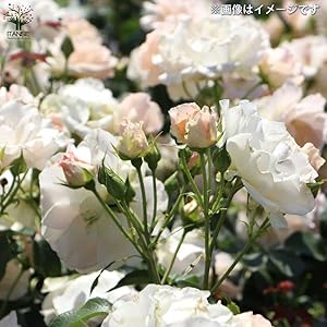 Amazon.co.jp: 返り咲き性つる薔薇・ロココ 5号角鉢新苗【品種で
