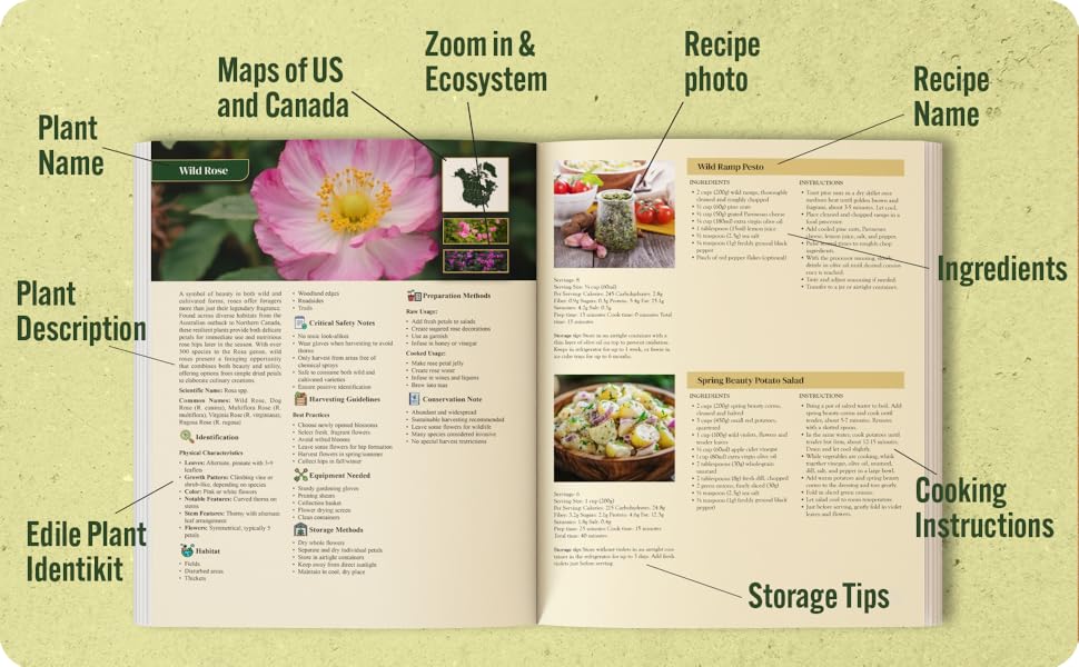 FourSeason Foraging 101 A Safe and Complete Guide to Identifying