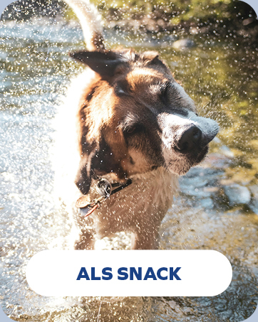 Nahaufnahme eines nassen Hundes, der Wasser aus seinem Fell schüttelt, wodurch ein Sprüheffekt entsteht. Der Hund hat eine braune und weiße Färbung. Der Text unten lautet „ALS SNACK“.