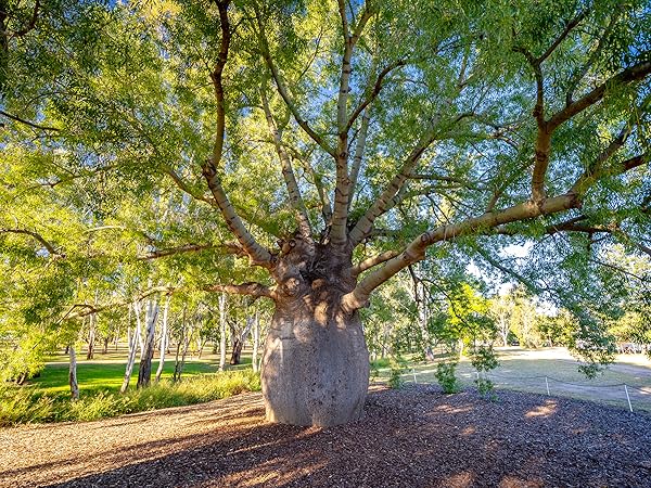 Amazon｜ITANSE ボトルツリー(ブラキキトン・ルペストリス) 観葉