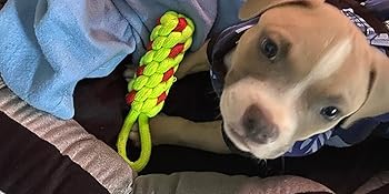 Dog toy, dog chew toy, Dog rope toy