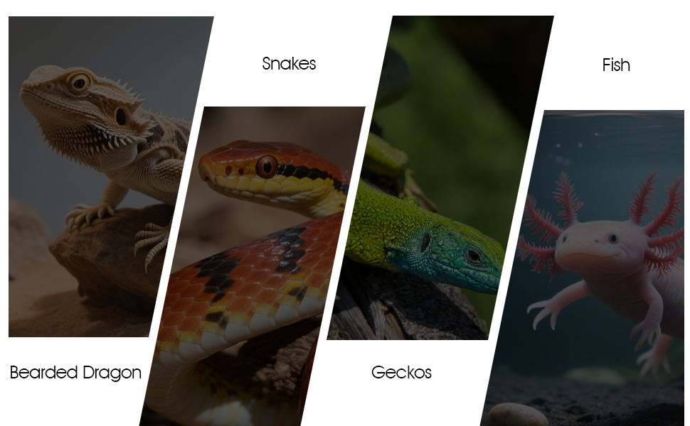 Bearded Dragon Tank Decor