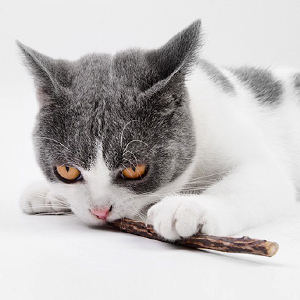 Nahaufnahme einer grau-weißen Katze mit orangefarbenen Augen, die sich hinlegt und scheinbar aufmerksam auf etwas unterhalb des Rahmens blickt.