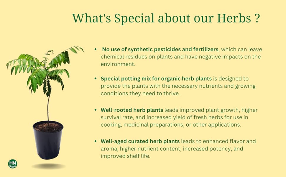 HN Organics Curry Leaf Kari Patta Herb Plant in Black Pot (Sweet Neem) Amazon.in Garden