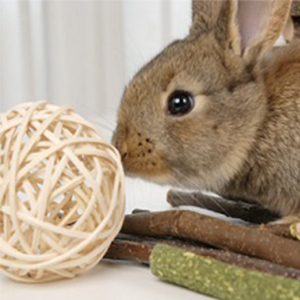 Bunny Play with Rattan Ball and Other Stikcs