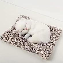 Cute White Cat