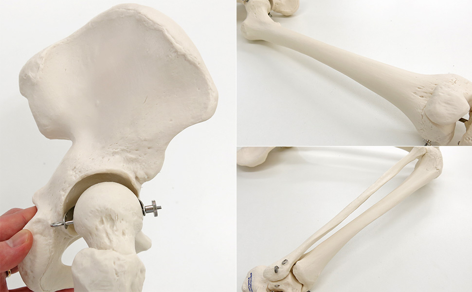 3b/下肢模型/人体模型 骨格模型/極美品 Amazon.co.jp: 寛骨まで含んだ下肢の骨模型です，股・膝・足首は