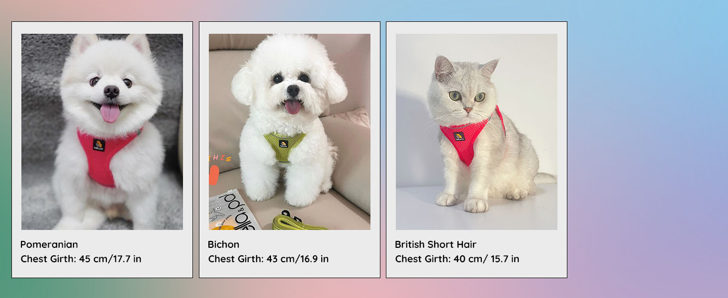 Product comparison chart showing three pets wearing red and green harnesses, with measurement specifications listed below each image.