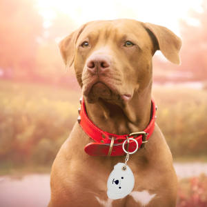 airtag for dog,dog keychain,tracking