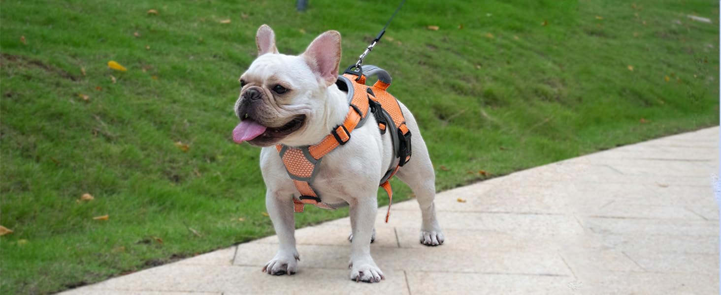 no slip dog harness escape proof 