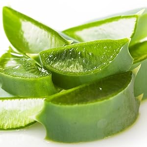 aloe