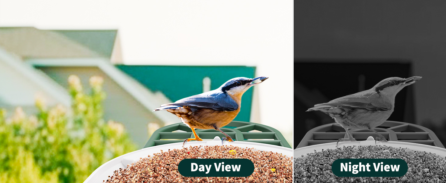 clear day & night view captured by bird feeder camera