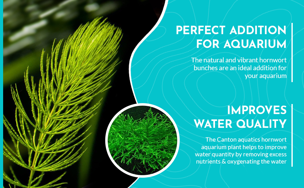 CANTON AQUATICS Live Aquarium 1 Hornwort Bunch Plants
