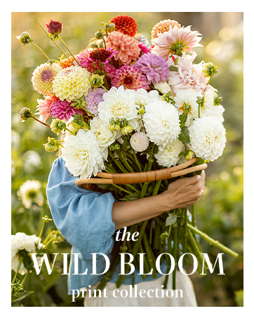 The Wild Bloom print collection