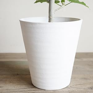 フィカス ウンベラータ 142cm８号 フィカス・ウンベラータ 8号サイズ | HITOTOKI by MAKIMO PLANT