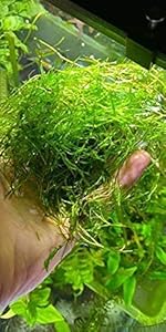 Guppy grass