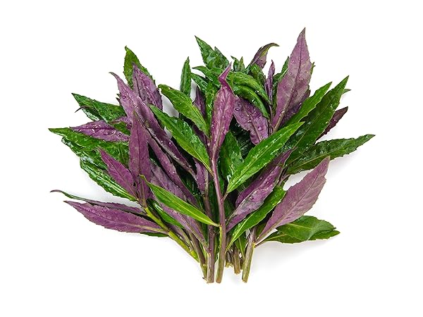 Amazon.co.jp: ITANSE 金時草(きんじそう・水前寺菜) 3～3.5号