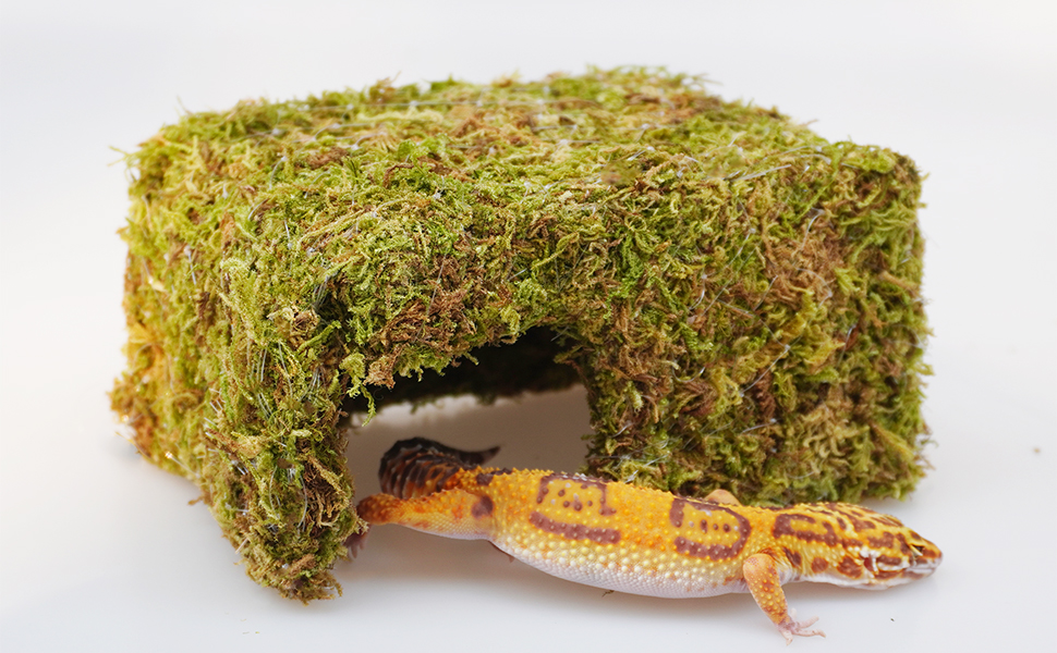 leopard gecko cute reptile hideout cave